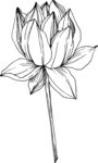 白描植物           
