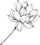 白描植物           
