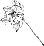 白描植物           