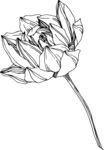 白描植物           