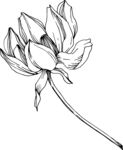 白描植物           
