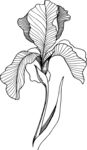 白描植物           