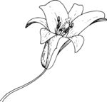 白描植物           