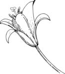 白描植物           
