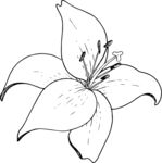 白描植物           