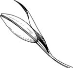 白描植物           
