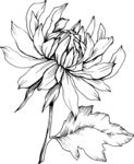 白描植物           