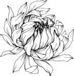 白描植物           
