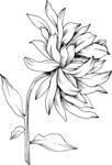 白描植物           