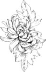 白描植物           
