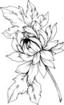 白描植物           