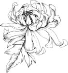 白描植物           