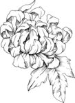 白描植物           