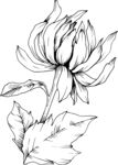 白描植物           