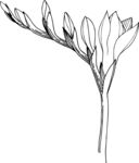 白描植物           