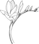 白描植物           
