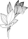 白描植物           