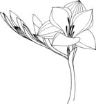 白描植物           