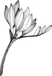 白描植物           