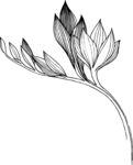 白描植物           