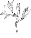 白描植物           