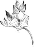 白描植物           