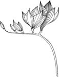 白描植物           