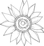 白描植物           