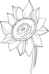 白描植物           
