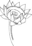 白描植物           