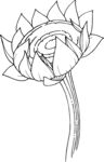白描植物           