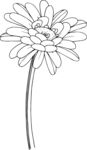 白描植物           