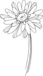白描植物           