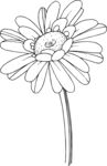 白描植物           