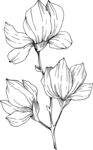 白描植物           