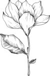 白描植物           