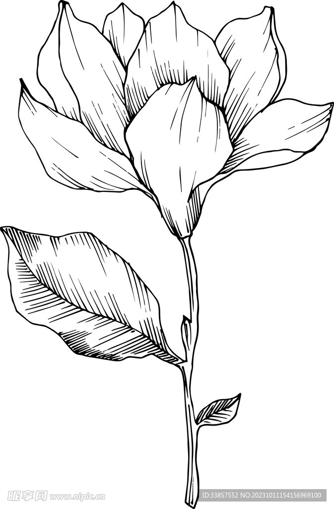 白描植物           