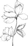 白描植物           