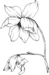 白描植物           