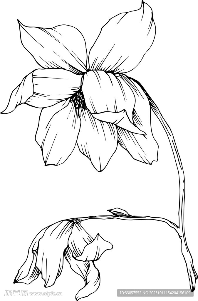 白描植物           