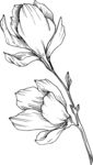 白描植物           