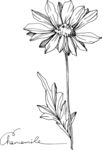 白描植物           