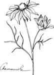 白描植物           