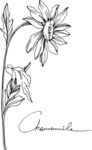 白描植物           