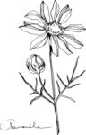 白描植物           