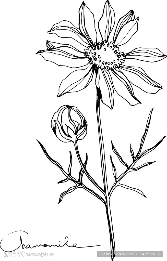 白描植物           
