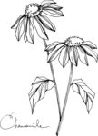 白描植物           