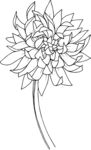 白描植物           