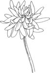 白描植物           
