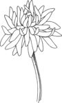 白描植物           